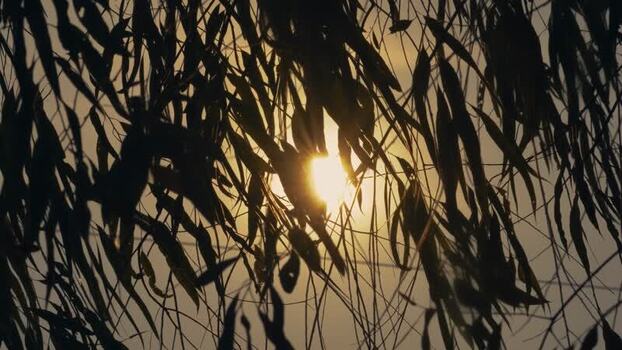 View of sun shining through silhouetted leaves Bangladesh. View of sun shining through silhouetted leaves Bangladesh.