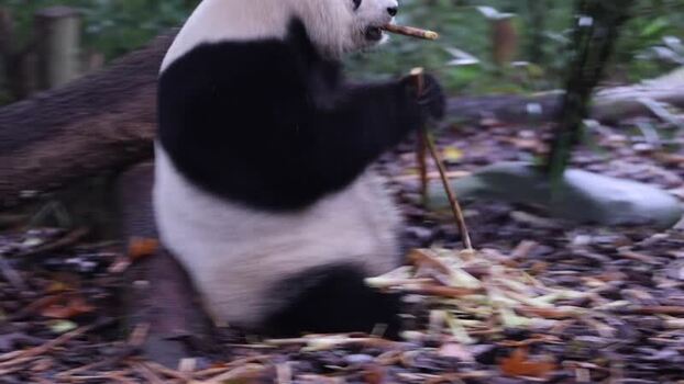 View of a giant panda eating bamboo in Chengdu China. View of a giant panda eating bamboo in Chengdu China.