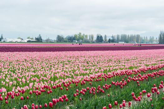 View of vibrant pink and red tulip fields stretching across the landscape under a soft overcast sky in La Conner Washington United States.