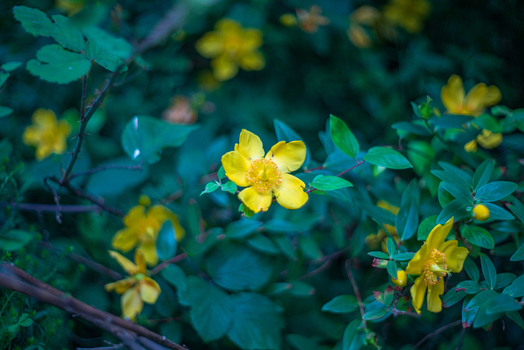 View of vibrant yellow Hypericum flowers blooming amidst lush green foliage in a garden setting in Looe Cornwall United Kingdom. View of vibrant yellow Hypericum flowers blooming amidst lush green foliage in a garden setting in Looe Cornwall United Kingdom.