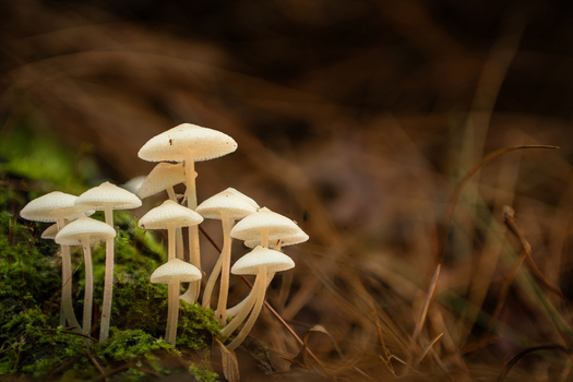 View of delicate pale mushrooms on vibrant green moss contrasting with a blurred warm brown forest floor Kabupaten Soppeng South Sulawesi Indonesia. View of delicate pale mushrooms on vibrant green moss contrasting with a blurred warm brown forest floor Kabupaten Soppeng South Sulawesi Indonesia.