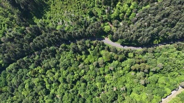 Aerial view of a winding road through a dense green forest France.