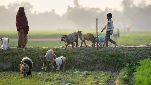 View of a boy herding sheep in sweaters in Bogura Bangladesh.