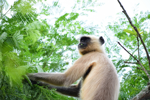 View of a gray langur monkey perched in a tree and eating green leaves Kushtia Khulna Division Bangladesh. View of a gray langur monkey perched in a tree and eating green leaves Kushtia Khulna Division Bangladesh.
