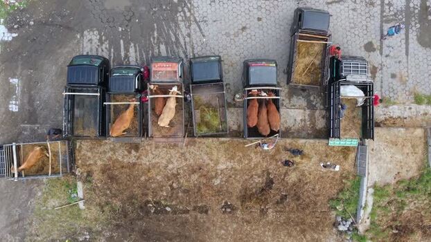 Aerial view of trucks loaded with cattle at Animal Market Indonesia. Aerial view of trucks loaded with cattle at Animal Market Indonesia.