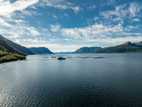 Aerial view of a salmon farm with circular fish pens floating in the calm Arctic Ocean surrounded by mountains under a blue sky in Gratangsbotn Troms Norway. Aerial view of a salmon farm with circular fish pens floating in the calm Arctic Ocean surrounded by mountains under a blue sky in Gratangsbotn Troms Norway.