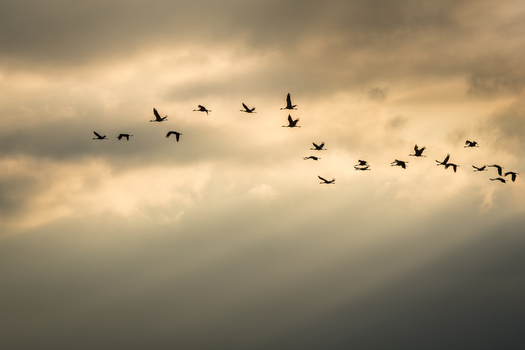 View of a flock of cranes flying in formation across a dramatic cloudy sky during golden hour in Debrzno Pomeranian Voivodeship Poland. View of a flock of cranes flying in formation across a dramatic cloudy sky during golden hour in Debrzno Pomeranian Voivodeship Poland.