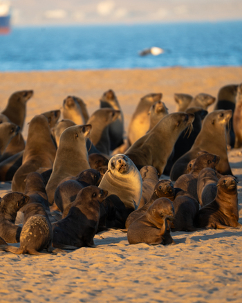 View of a dense gathering of brown fur seals basking in the golden sunlight on a sandy beach with the vast blue ocean in the backdrop Walvis Bay Erongo Region Namibia. View of a dense gathering of brown fur seals basking in the golden sunlight on a sandy beach with the vast blue ocean in the backdrop Walvis Bay Erongo Region Namibia.