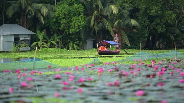 View of a boat carrying people through pink water lilies Bangladesh. View of a boat carrying people through pink water lilies Bangladesh.