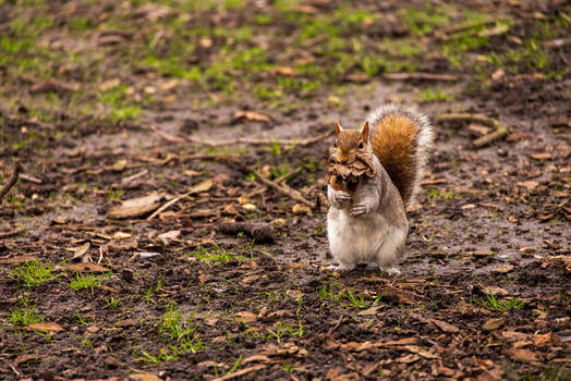 View of a grey squirrel standing on muddy ground with dry leaves in its mouth London England United Kingdom. View of a grey squirrel standing on muddy ground with dry leaves in its mouth London England United Kingdom.