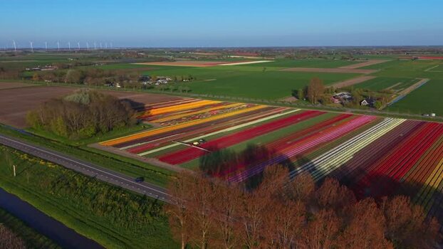 Aerial view of colorful tulip fields in bloom Netherlands.