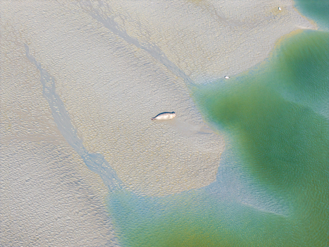 Aerial view of a seal resting on a sandbank in the Baie de Somme surrounded by tidal channels and shallow green water in Saint Valery sur Somme Hauts de France France. Aerial view of a seal resting on a sandbank in the Baie de Somme surrounded by tidal channels and shallow green water in Saint Valery sur Somme Hauts de France France.