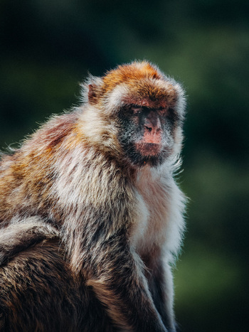 View of a Barbary macaque with its fur ruffled by the wind perched against a dark green backdrop creating a striking contrast of textures and tones Gibraltar Gibraltar. View of a Barbary macaque with its fur ruffled by the wind perched against a dark green backdrop creating a striking contrast of textures and tones Gibraltar Gibraltar.