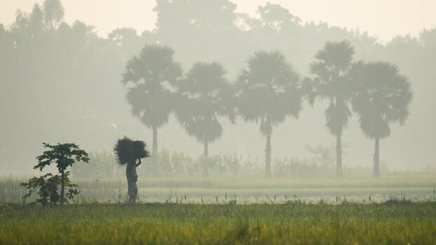 View of a farmer carrying crops in a misty field Bangladesh.