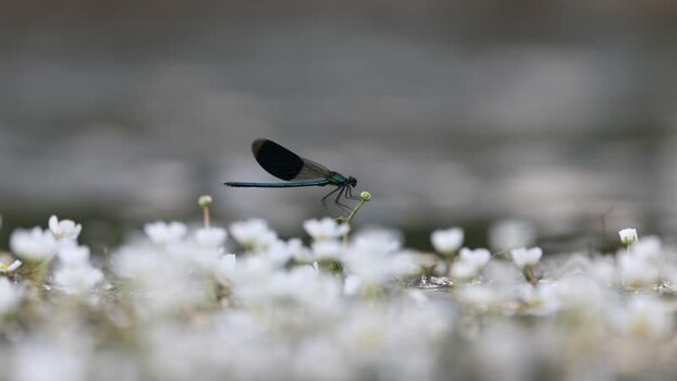 View of a damselfly on white flowers France. View of a damselfly on white flowers France.