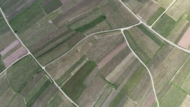 Aerial view of geometric vineyard plots France. Aerial view of geometric vineyard plots France.