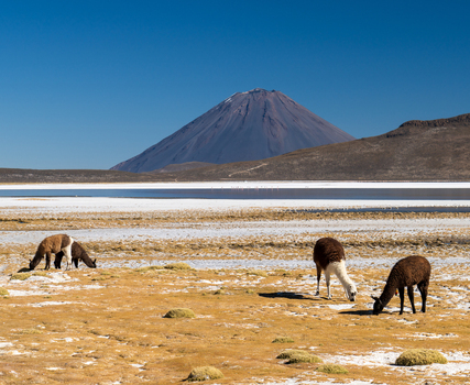 View of llamas grazing on the arid landscape with the iconic Misti volcano rising in the background near a salt lake in Arequipa Arequipa Peru. View of llamas grazing on the arid landscape with the iconic Misti volcano rising in the background near a salt lake in Arequipa Arequipa Peru.