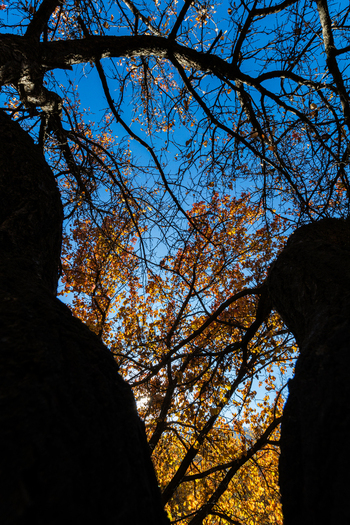 View of vibrant autumn foliage on tree branches against a clear blue sky in Hunza Valley Karimabad Gilgit Baltistan Pakistan.