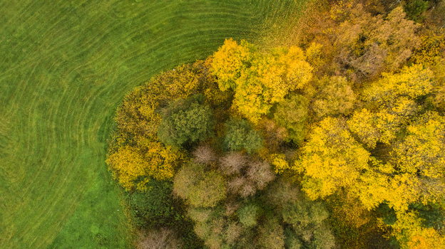 Aerial view of a vibrant autumn forest with yellow and green foliage bordering a lush green field in Sweden. Aerial view of a vibrant autumn forest with yellow and green foliage bordering a lush green field in Sweden.