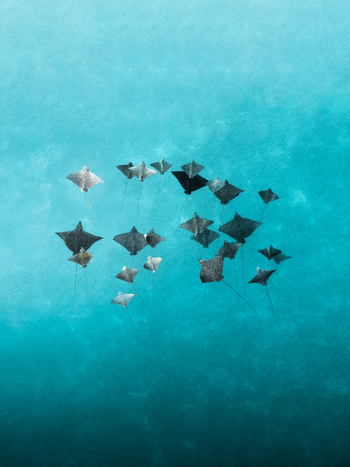 Aerial view of a school of rays gliding through the clear turquoise waters a mesmerizing dance of life beneath the surface Ouvéa New Caledonia. Aerial view of a school of rays gliding through the clear turquoise waters a mesmerizing dance of life beneath the surface Ouvéa New Caledonia.