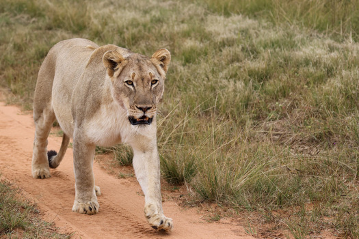 View of a lioness walking along a red dirt track through the dry savanna grass of Welgevonden Game Reserve Waterberg District Municipality Limpopo South Africa.