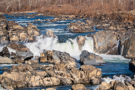 AAB_A456113 AAB_A456113