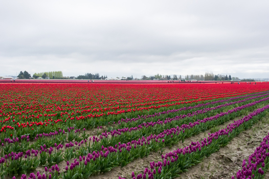 View of rows of vibrant red and purple tulips stretching across a field under a cloudy sky in La Conner Washington United States.