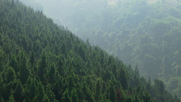 Aerial view of lush green pine forest on hills in Indonesia. Aerial view of lush green pine forest on hills in Indonesia.