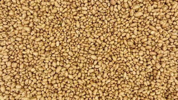 View of puffed rice grains spread out in Bogura Bangladesh.