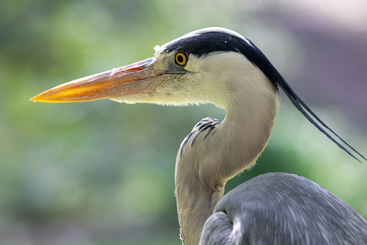 View of a grey heron showing its sharp yellow eye and long pointed beak against a blurred green background in Mulhouse Grand Est France.