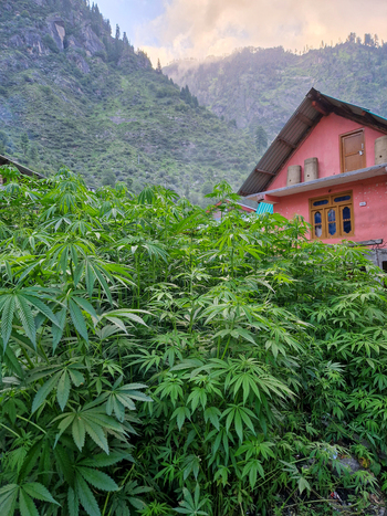 View of a pink house surrounded by lush green cannabis plants in the mountain village of Malana Himachal Pradesh India.