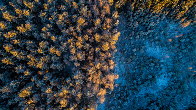 Aerial view of a dense forest in Latvia featuring a striking contrast between golden sunlit treetops and deep blue shadows on the forest floor Latvia. Aerial view of a dense forest in Latvia featuring a striking contrast between golden sunlit treetops and deep blue shadows on the forest floor Latvia.
