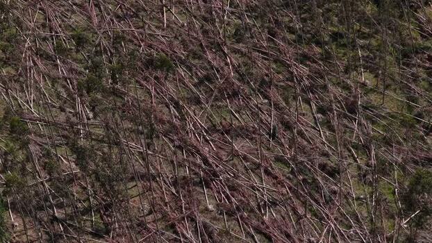 Aerial view of fallen trees in a forest area Portugal. Aerial view of fallen trees in a forest area Portugal.