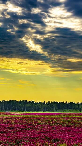 View of purple flower field at sunset Latvia. View of purple flower field at sunset Latvia.