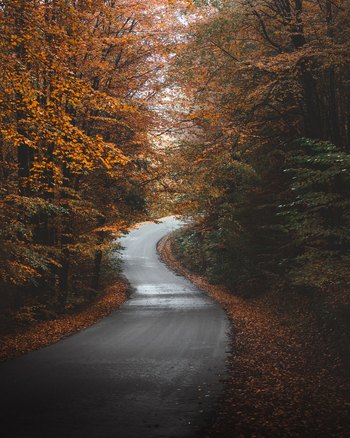 View of a winding wet asphalt road passing through a dense forest with vibrant autumn foliage and fallen leaves in Wiezyca Pomeranian Voivodeship Poland. View of a winding wet asphalt road passing through a dense forest with vibrant autumn foliage and fallen leaves in Wiezyca Pomeranian Voivodeship Poland.