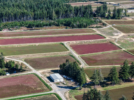 Aerial view of cranberry bogs with rectangular fields dirt access roads and surrounding pine forest in Bandon Oregon United States. Aerial view of cranberry bogs with rectangular fields dirt access roads and surrounding pine forest in Bandon Oregon United States.