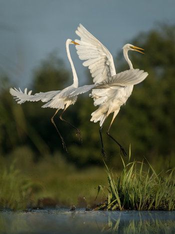 View of two great egrets with wings spread in flight above a marshy wetland with green vegetation Debrzno Pomeranian Voivodeship Poland. View of two great egrets with wings spread in flight above a marshy wetland with green vegetation Debrzno Pomeranian Voivodeship Poland.