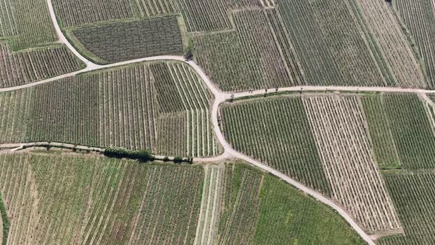 Aerial view of vineyard patterns in Selestat France.