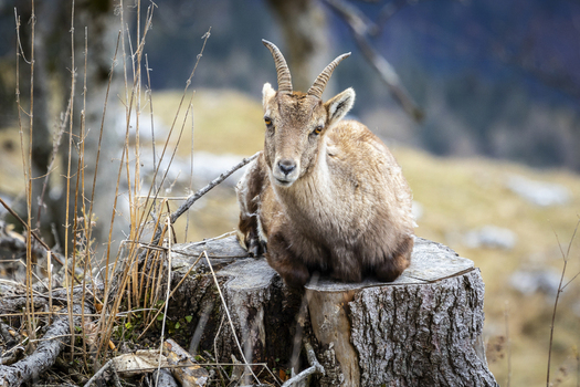 View of an Alpine Ibex resting regally on a weathered tree stump its horns silhouetted against the soft focus of the mountains Grazer Bergland Bruck Mürzzuschlag District Austria. View of an Alpine Ibex resting regally on a weathered tree stump its horns silhouetted against the soft focus of the mountains Grazer Bergland Bruck Mürzzuschlag District Austria.