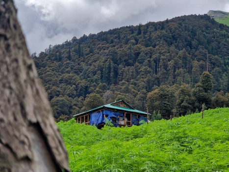 View of a small wooden house with a blue tarp nestled in a lush green field against a backdrop of dense forest and cloudy mountains in Malana Himachal Pradesh India.