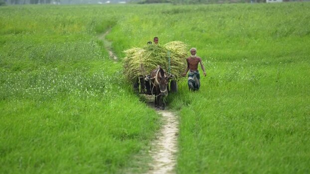 View of a man leading a donkey cart through green fields Bangladesh. View of a man leading a donkey cart through green fields Bangladesh.