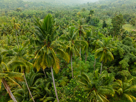 Aerial view of dense tropical jungle with tall coconut palm trees and lush green foliage covering the hills Alegria Central Visayas Philippines.