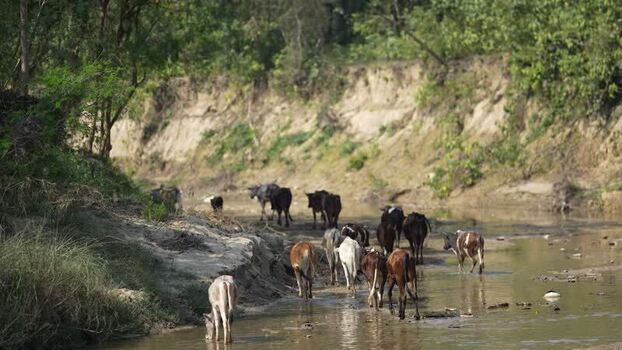 View of a herd of cows walking through a shallow river Nepal.