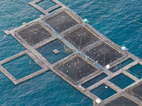 Aerial view of a fish farm with square net pens floating in the blue sea in Antibes Provence Alpes Cote d Azur France. Aerial view of a fish farm with square net pens floating in the blue sea in Antibes Provence Alpes Cote d Azur France.