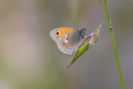 View of a small orange and grey butterfly perched on a blade of grass against a soft blurred background in Wittenheim Grand Est France.