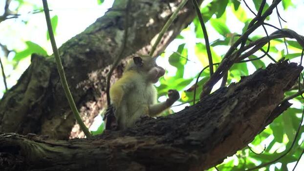 View of a toque macaque monkey on a tree branch Sri Lanka. View of a toque macaque monkey on a tree branch Sri Lanka.