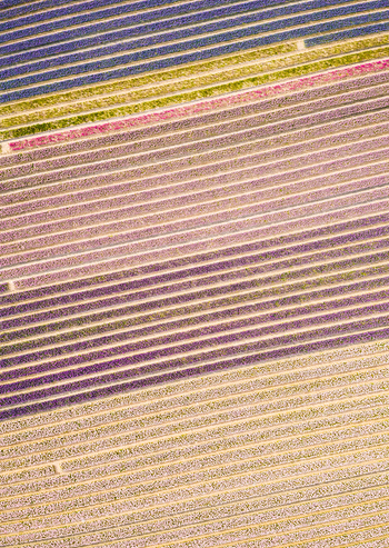 Aerial view of amazing flower fields in Lisse Netherlands