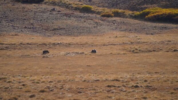 View of animals in Deosai National Park Pakistan. View of animals in Deosai National Park Pakistan.
