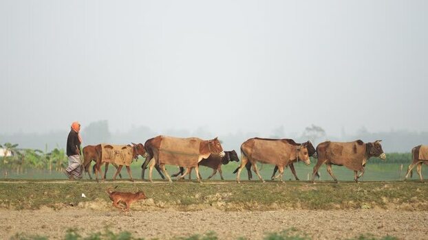 View of a herder walking with a herd of cows in Bogura Bangladesh.
