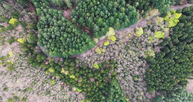Aerial view of a winding road through a dense forest Italy. Aerial view of a winding road through a dense forest Italy.